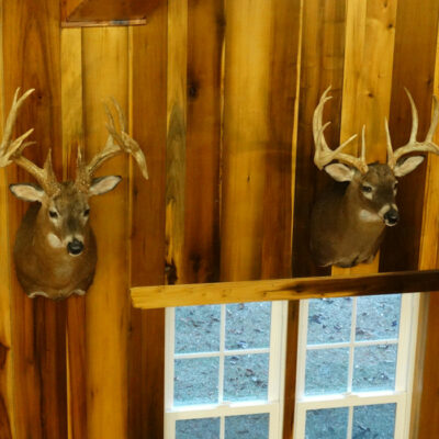 Mounted bucks on wooden wall near window.
