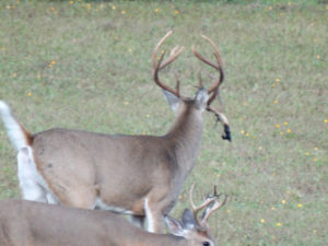 Back view of deer with atypical rack in field