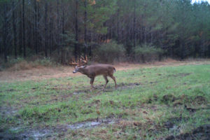 Side view of huge buck walking in front of pine trees in muddy grass