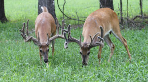 Front view of two bucks with velvet antlers eating grass