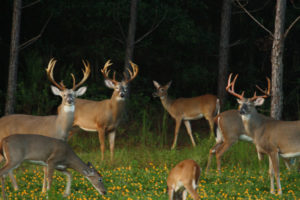 Seven deer of bucks and does in front of pines at night