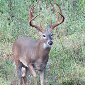 Buck looking forward in tall grass