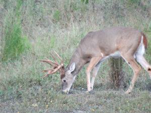 Close up view of buck eating in field