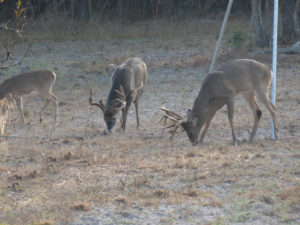 Three bucks eating grass near feeder tripod