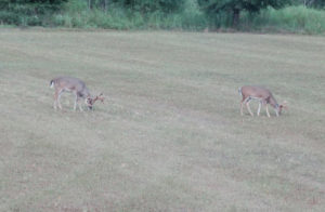 Two bucks in field eating grass