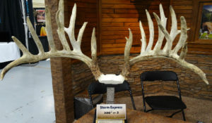 Set of large antlers on display at trade show