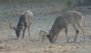 Two big whitetails in field eating grass.