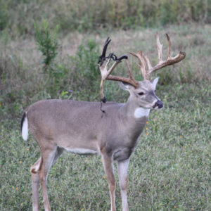 side view of buck with atypical antlers.