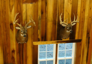 Mounted bucks on wooden wall near window.