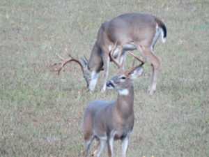 Two bucks in field, one eating grass and the other looking to side.